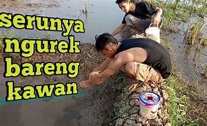 Mancing Belut D Sawah